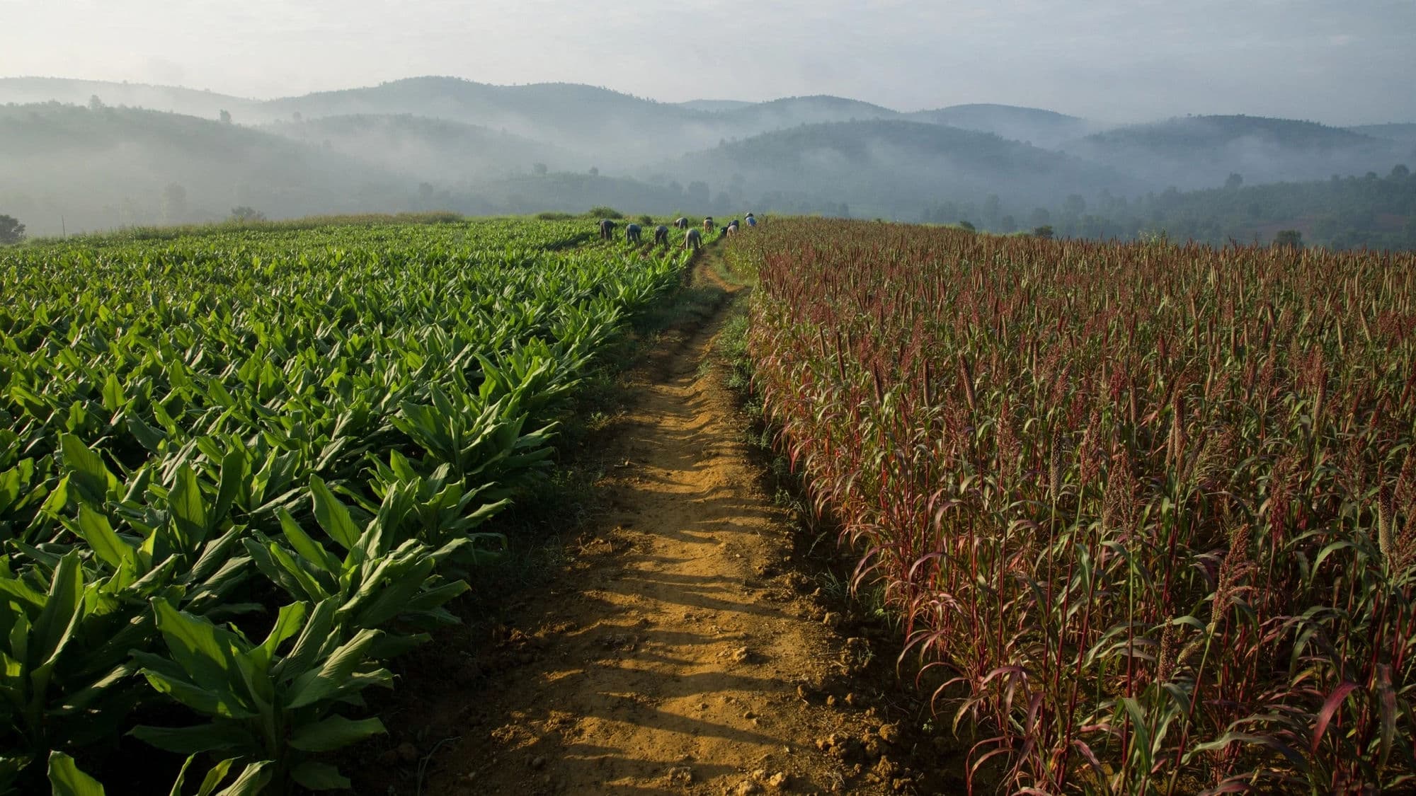 Farmers working across turmeric and millet fields at sunrise